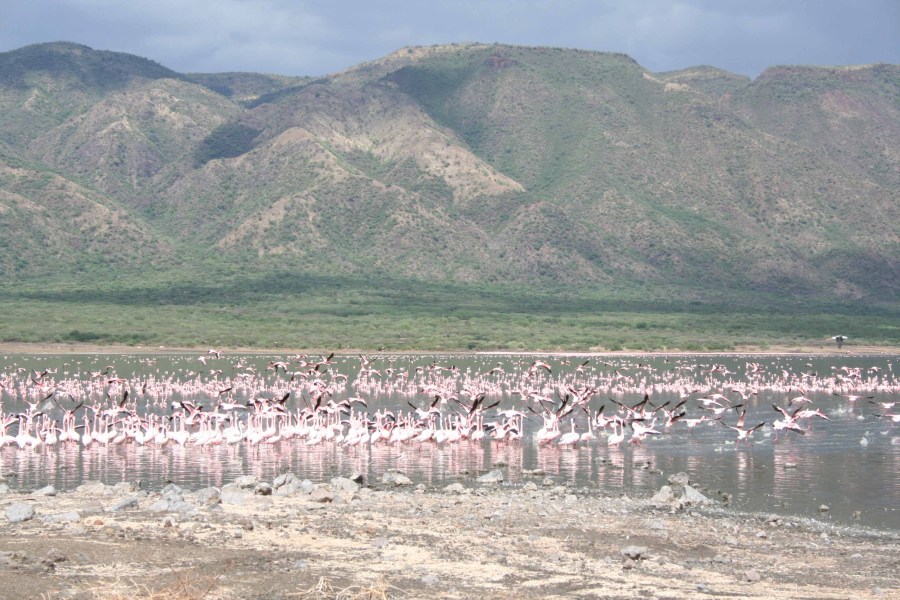 Flamingos in Lake Bogoria