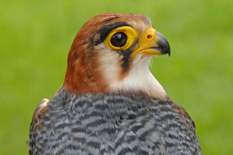 March 11, 2012: Red-Necked Falcon (Falco chicquera)