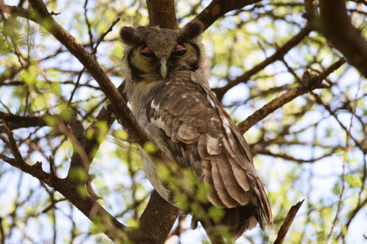 Verreaux Eagle Owl