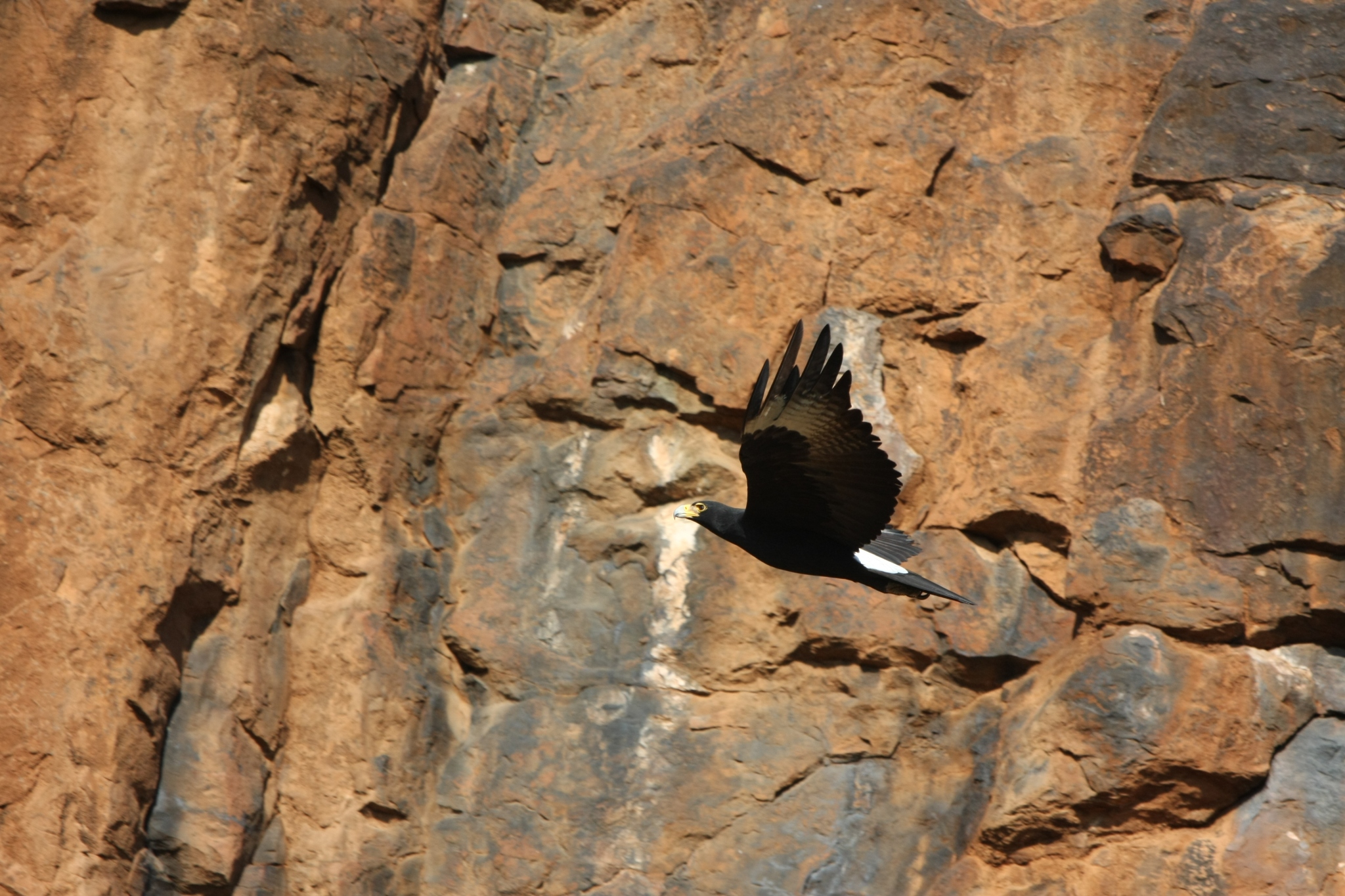 Verreaux’s Eagle, also known as Black Eagle (Aquila verreaux’s ...